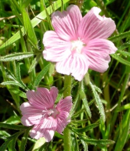 pink wildflowers